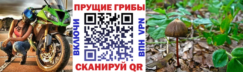 купить наркоту  Иннополис  Галлюциногенные грибы MAGIC MUSHROOMS 